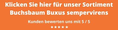 Buxus sempervirens kaufen